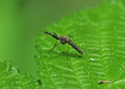 Réf. 307 729 : Aedes vexans